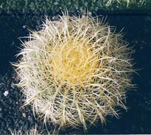 Echinocactus Grusonii spec. Horridispinum